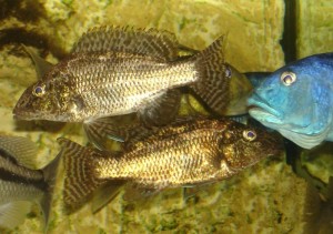 Nimbochromis linni